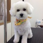 プードル　コロ君２６７